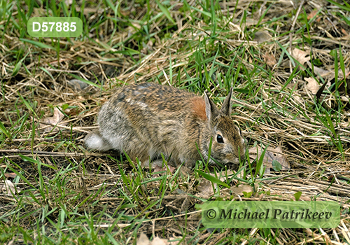 Eastern Cottontail (Sylvilagus floridanus)